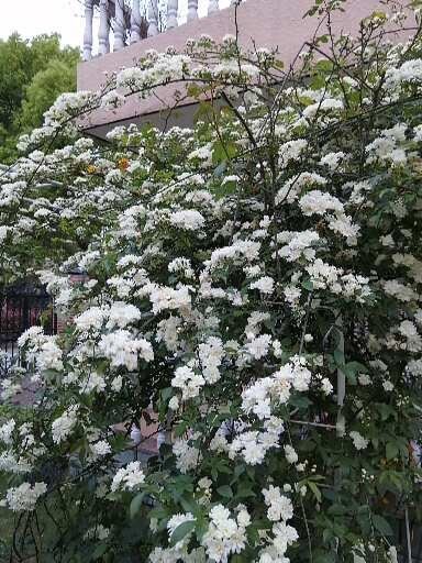 花园有拱门起到画龙点晴之效，如何让拱门一年四季有花环绕？