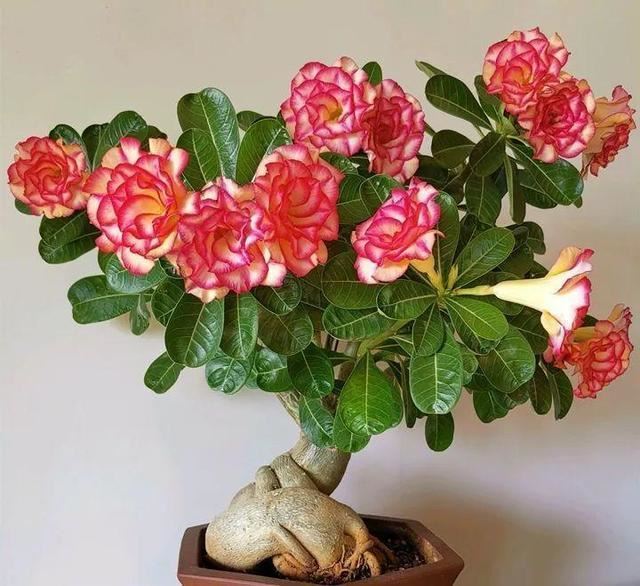 最“贱”的4种花，一个月不管，反而生长旺盛，开满花