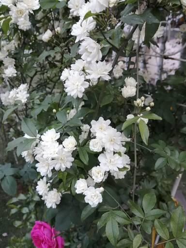 花园有拱门起到画龙点晴之效，如何让拱门一年四季有花环绕？