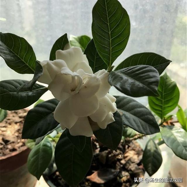 养栀子花学招“复花术”，每年多开2轮花！