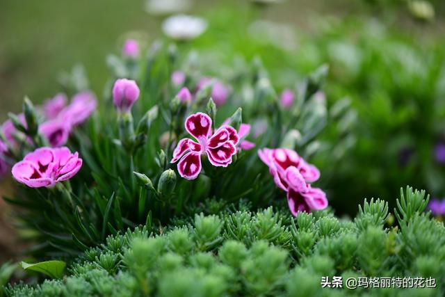 园丁：新推荐几种优秀的花园小径围边的植物
