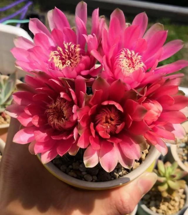 仙人球中的“战斗鸡”翡花玉，一个小球巴掌大，一开就能炸花球