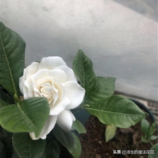 养栀子花学招“复花术”，每年多开2轮花！