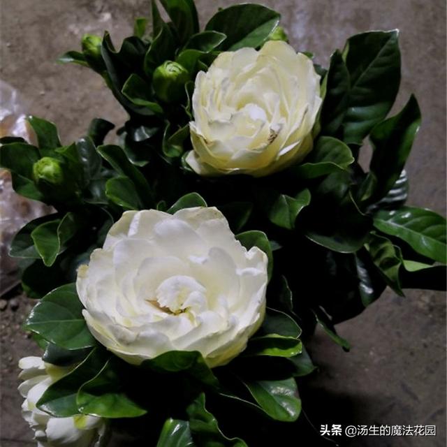 养栀子花学招“复花术”，每年多开2轮花！