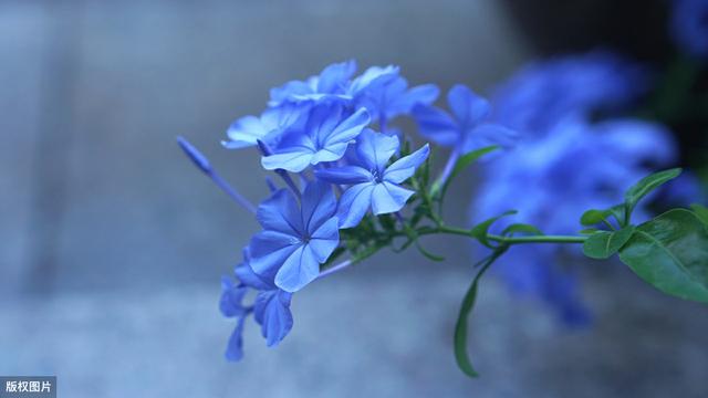 花园有拱门起到画龙点晴之效，如何让拱门一年四季有花环绕？
