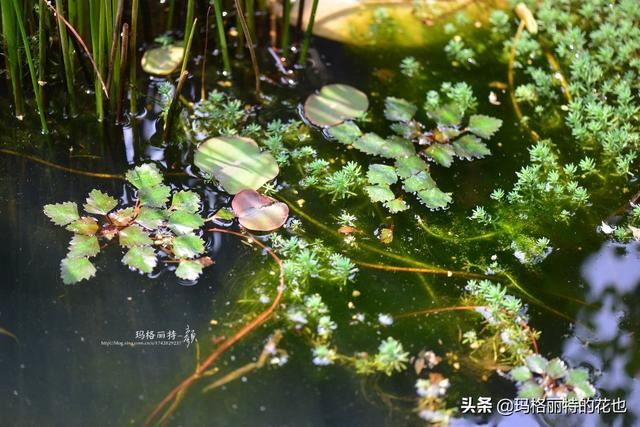 园丁：新推荐几种优秀的花园小径围边的植物