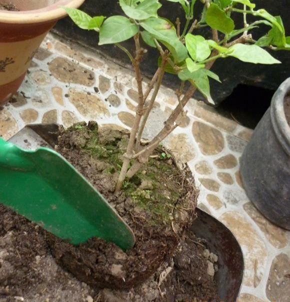 茉莉变成“黄脸婆”？赶紧救一救，还能活几年