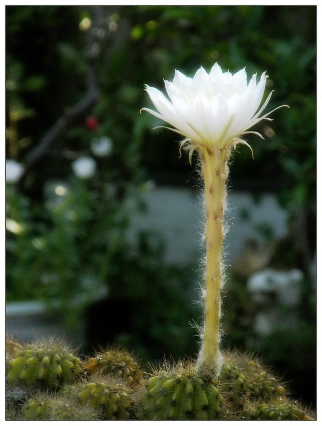 让仙人球开花，除了选择开花的种类，浇水、施肥、光照不能少