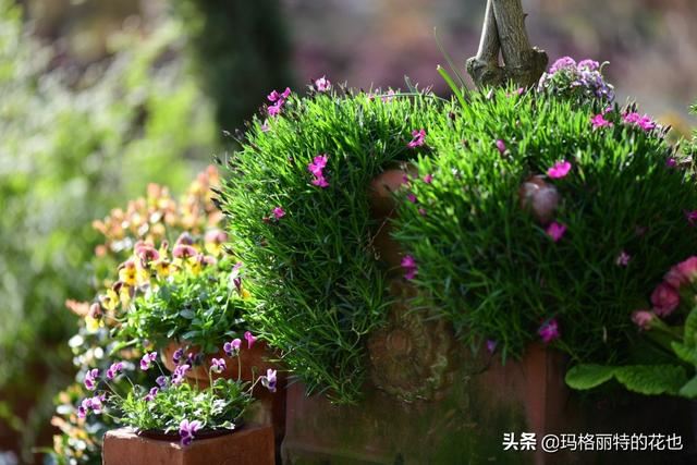 园丁：新推荐几种优秀的花园小径围边的植物