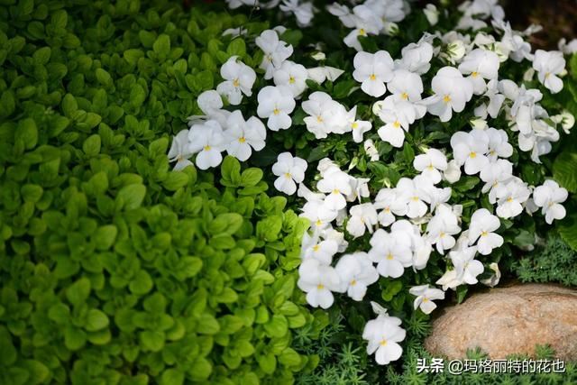 园丁：新推荐几种优秀的花园小径围边的植物