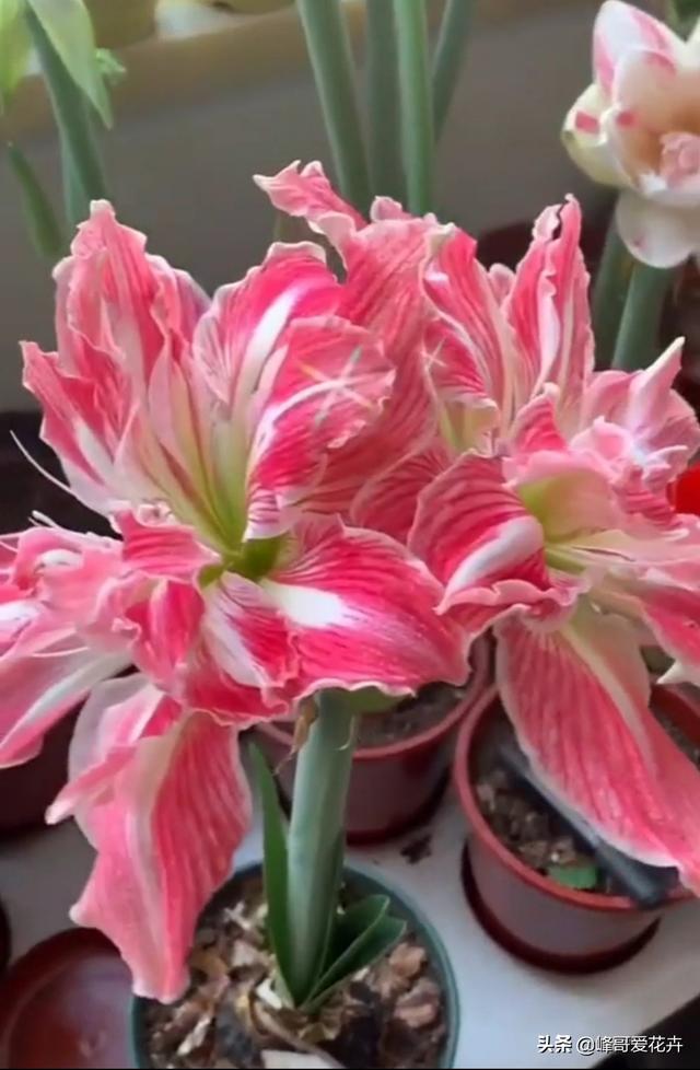 朱顶红的花后管理方法