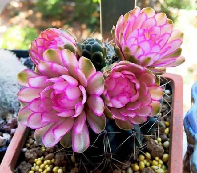 仙人球中的“战斗鸡”翡花玉，一个小球巴掌大，一开就能炸花球