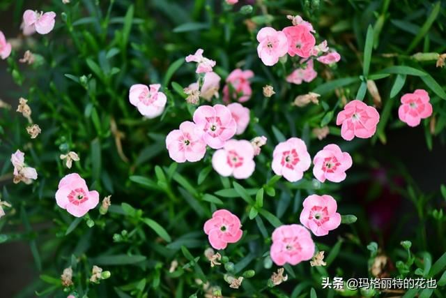 园丁：新推荐几种优秀的花园小径围边的植物