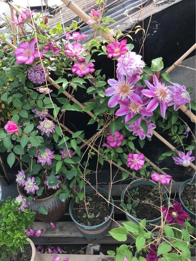 铁线莲混搭月季花