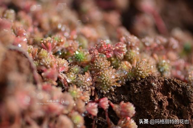 园丁：新推荐几种优秀的花园小径围边的植物