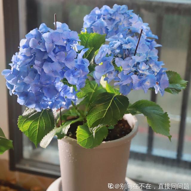 6种蓝色系的花，最适合夏天养，清凉又舒爽