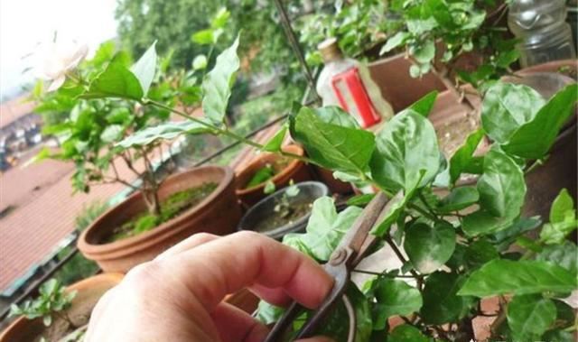 茉莉变成“黄脸婆”？赶紧救一救，还能活几年