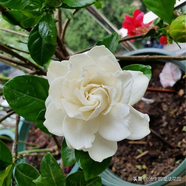 养栀子花学招“复花术”，每年多开2轮花！