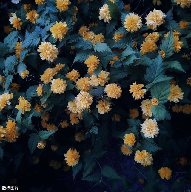 花园有拱门起到画龙点晴之效，如何让拱门一年四季有花环绕？