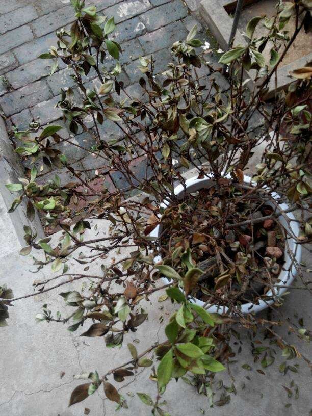 这几种花掉叶变成“枯枝条”，先别急着扔，这样救还能长叶绿