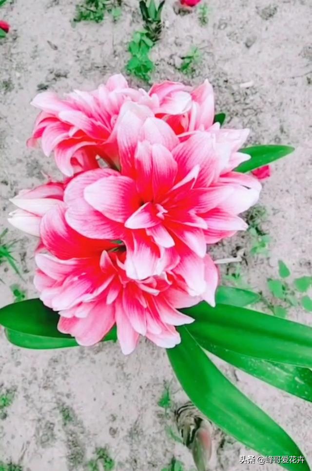朱顶红的花后管理方法