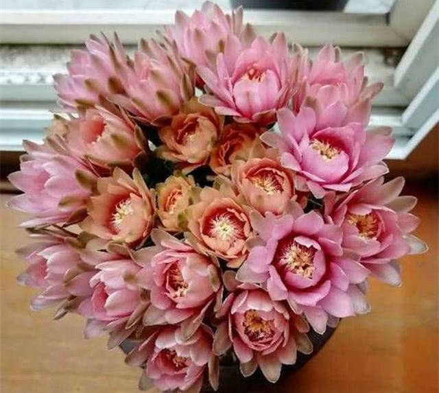 最“贱”的4种花，一个月不管，反而生长旺盛，开满花