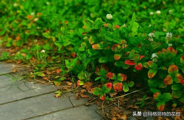 园丁：新推荐几种优秀的花园小径围边的植物