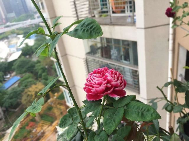 月季开花迟迟没动静，仔细一瞧全是“一种芽”在作怪，赶紧剪了