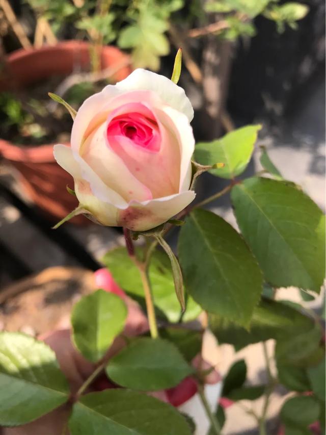 铁线莲混搭月季花