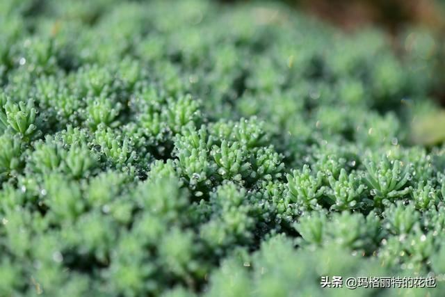 园丁：新推荐几种优秀的花园小径围边的植物