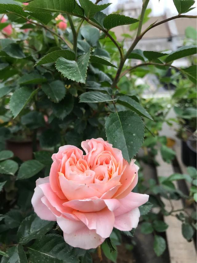 铁线莲混搭月季花