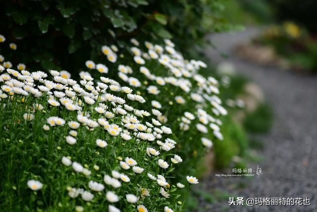 园丁：新推荐几种优秀的花园小径围边的植物