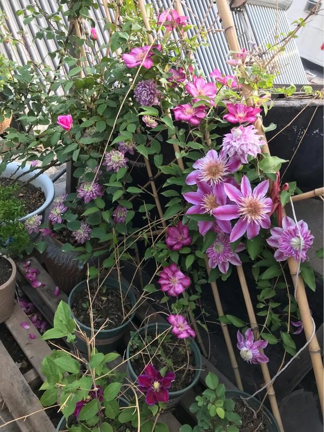 铁线莲混搭月季花
