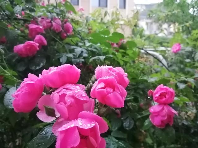 花园有拱门起到画龙点晴之效，如何让拱门一年四季有花环绕？