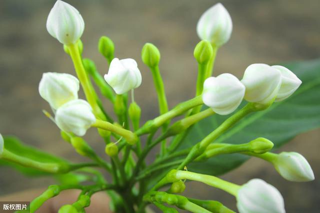 栀子开花遥遥无期？专业花匠来指点，从此阳台被“霸占”