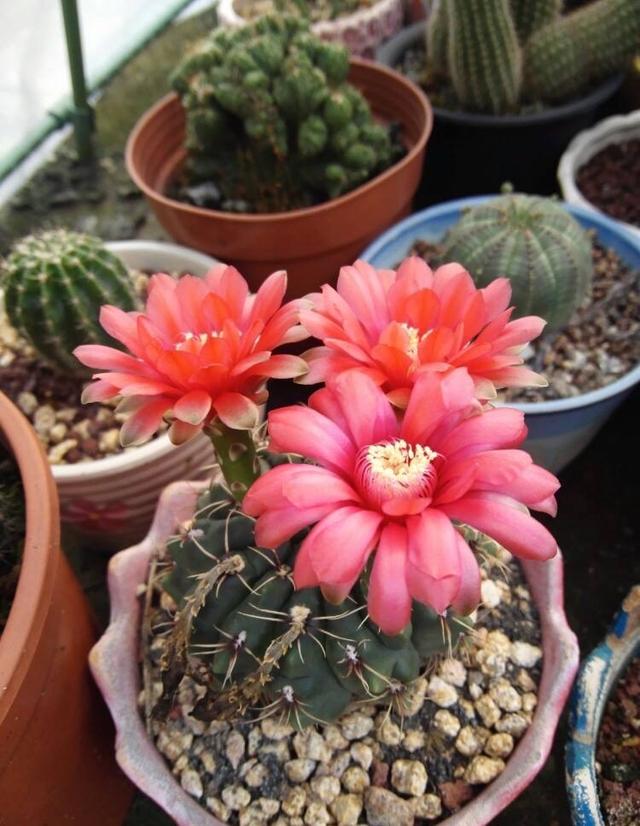 让仙人球开花，除了选择开花的种类，浇水、施肥、光照不能少