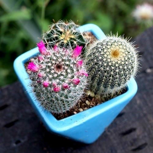 让仙人球开花，除了选择开花的种类，浇水、施肥、光照不能少