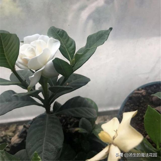 养栀子花学招“复花术”，每年多开2轮花！
