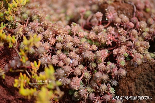 园丁：新推荐几种优秀的花园小径围边的植物