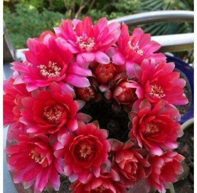 仙人球中的“战斗鸡”翡花玉，一个小球巴掌大，一开就能炸花球