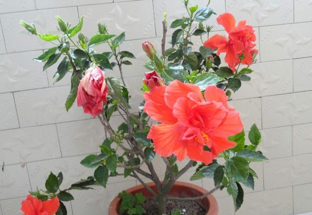 “开花能手”扶桑花，一根枝条插一盆，花大色艳，四季有花看
