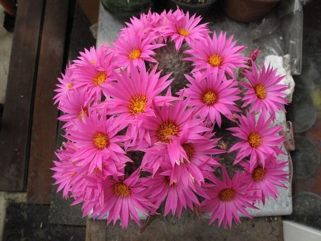 让仙人球开花，除了选择开花的种类，浇水、施肥、光照不能少