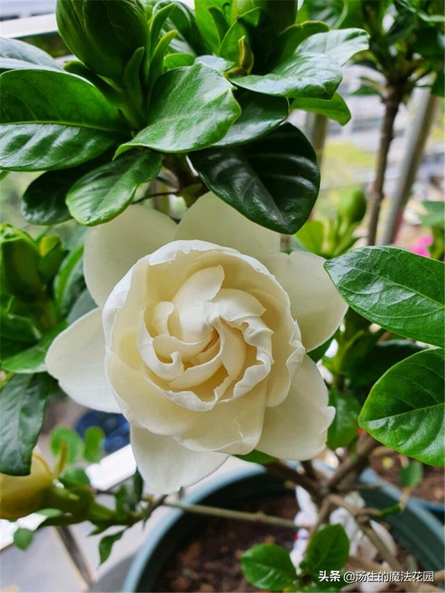 养栀子花学招“复花术”，每年多开2轮花！
