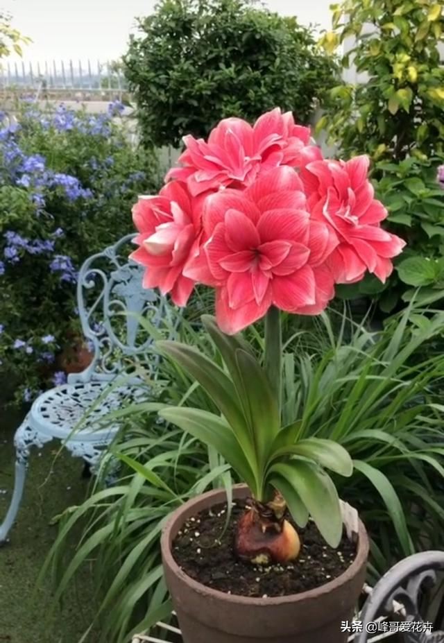 朱顶红的花后管理方法