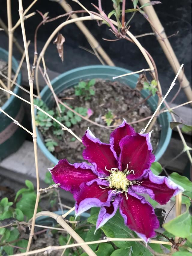 铁线莲混搭月季花