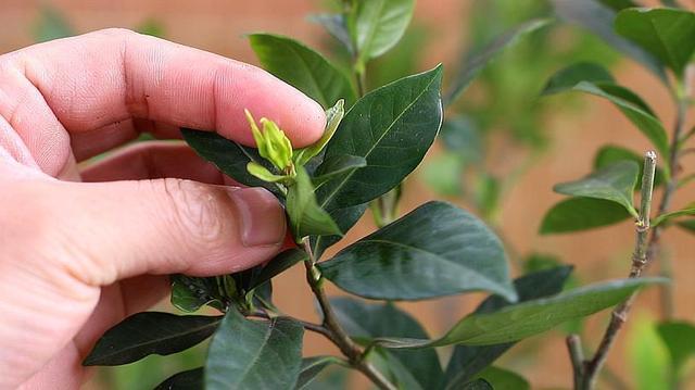 这几种花掉叶变成“枯枝条”，先别急着扔，这样救还能长叶绿