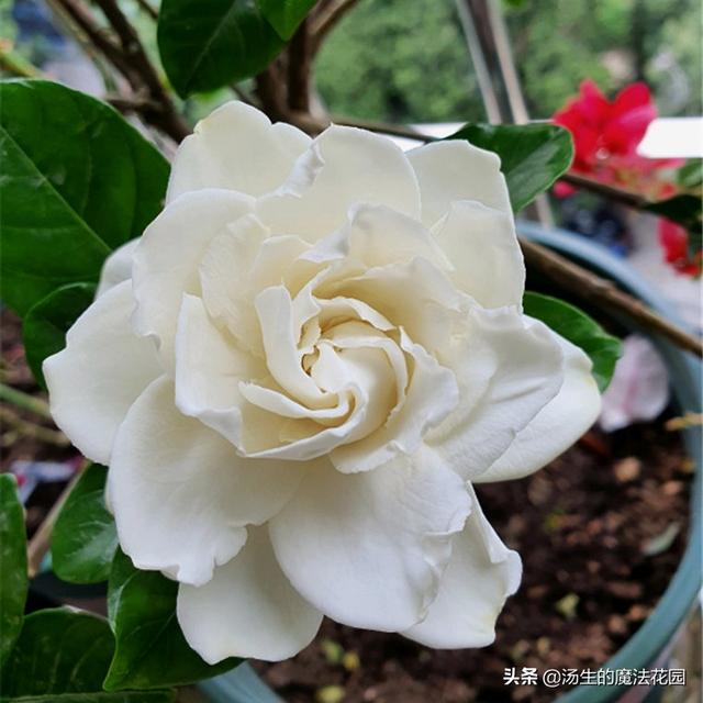 养栀子花学招“复花术”，每年多开2轮花！