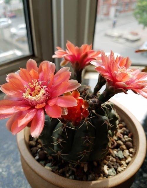 让仙人球开花，除了选择开花的种类，浇水、施肥、光照不能少