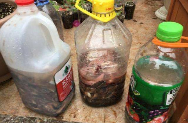 给三角梅喂点“鱼下水”，就像按下了“开花键”，一茬一茬开不断