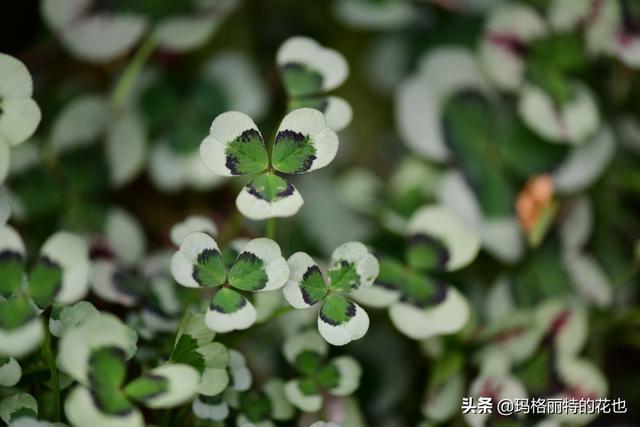 园丁：新推荐几种优秀的花园小径围边的植物